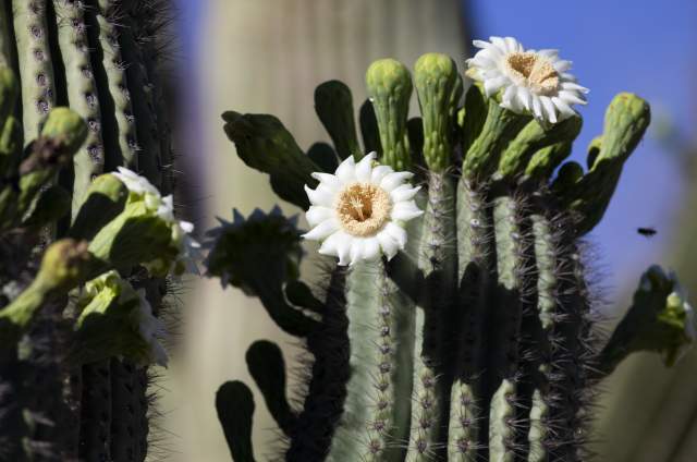Blooming Saguaro Cactus