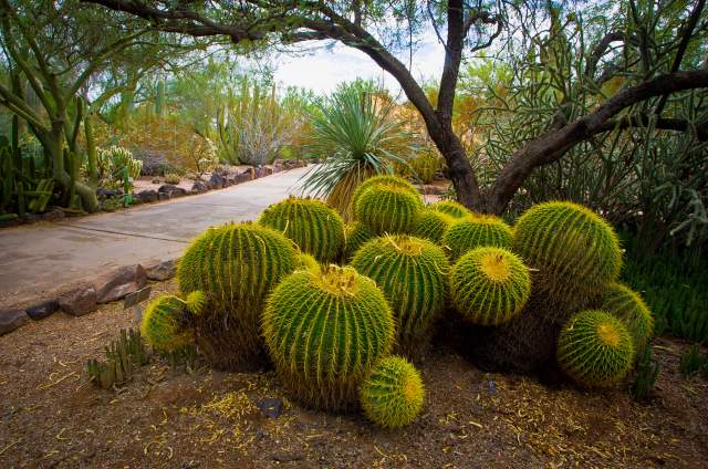 A Cactus At The Desert Botanical Garden In Chandler, AZ