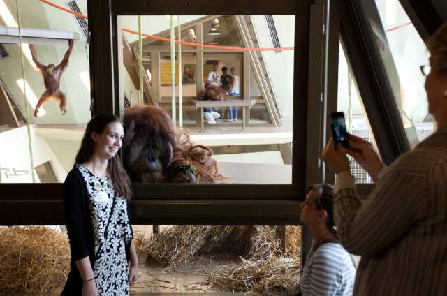 Get eye-to-eye with orangutans at the Indianapolis Zoo