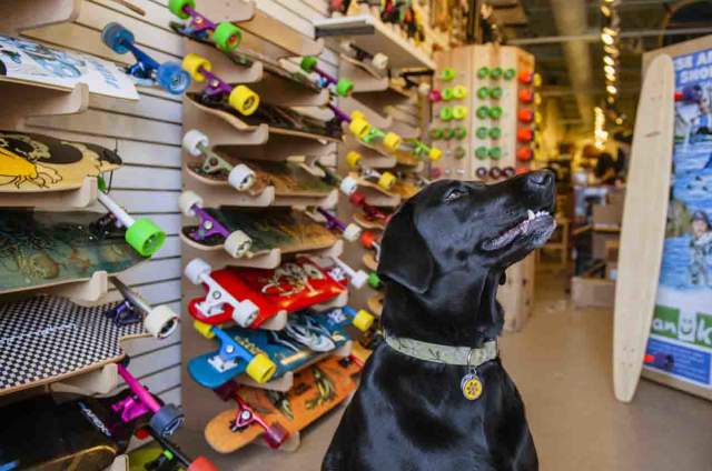 Broad ripple dog bakery clearance