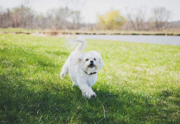 Cider the Orchard Dog