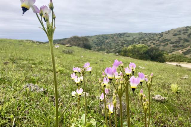 Catalina Island Wildflowers - lilac