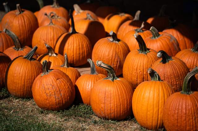 Pumpkins on display at the Kuehnert Dairy Fall Festival in Fort Wayne, Indiana.