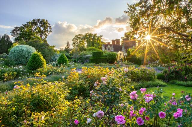 Borde Hill, house in background with roses in the foreground and the sun peeping through the trees. By claudia Gaupp