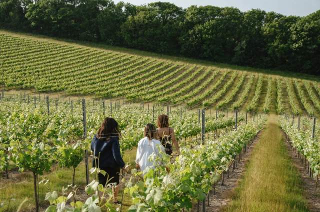 Rathfinny vineyard