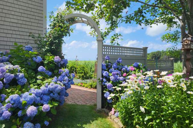 Annual Cape Cod Hydrangea Festival: Cape-Wide Summer Garden Celebration