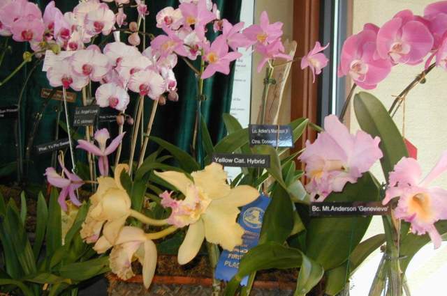 Cape and Islands Orchid Show and Sale
