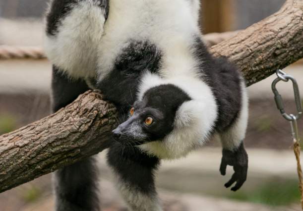 Brandywine Zoo