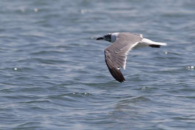 Cape Cod for Birders