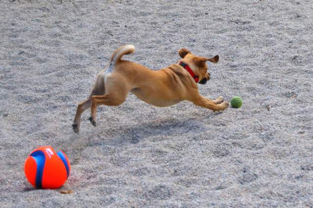 7 Pup-tastic Cape Cod Dog Parks