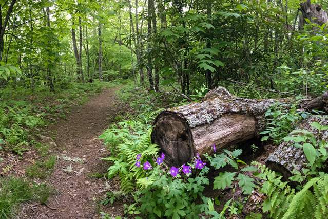 Pinnacle Park Trail