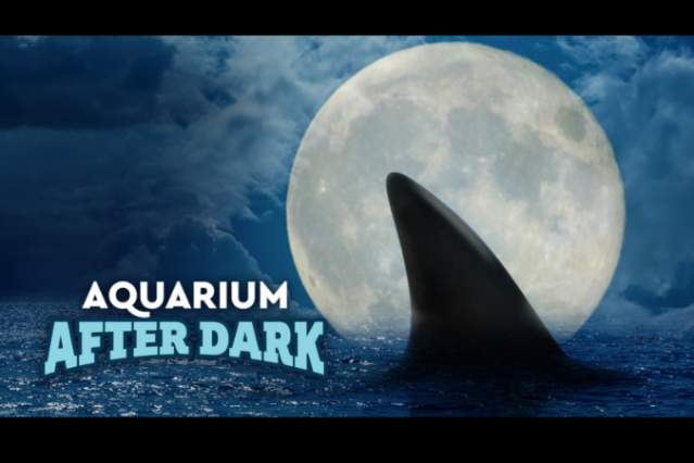 Aquarium After Dark