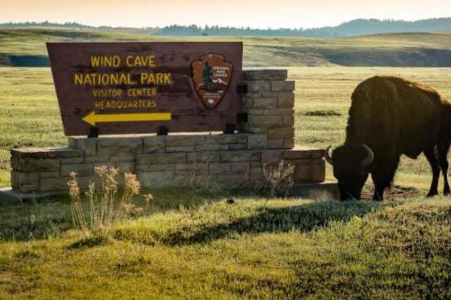 Wind-Cave-National-Park-Buffalo