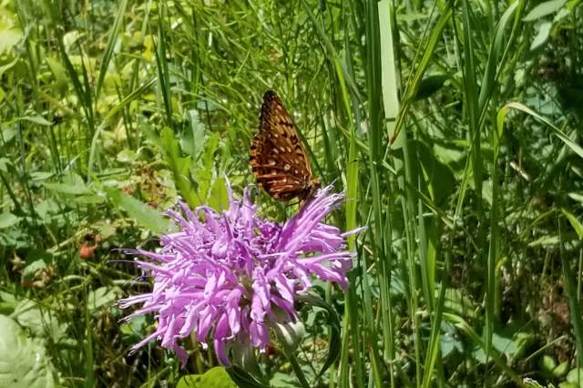 Butterfly on Trail
