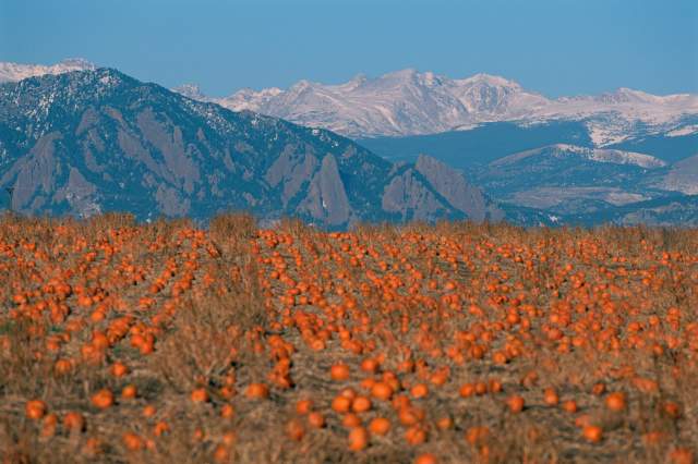 Boulder Pumpkin Patch