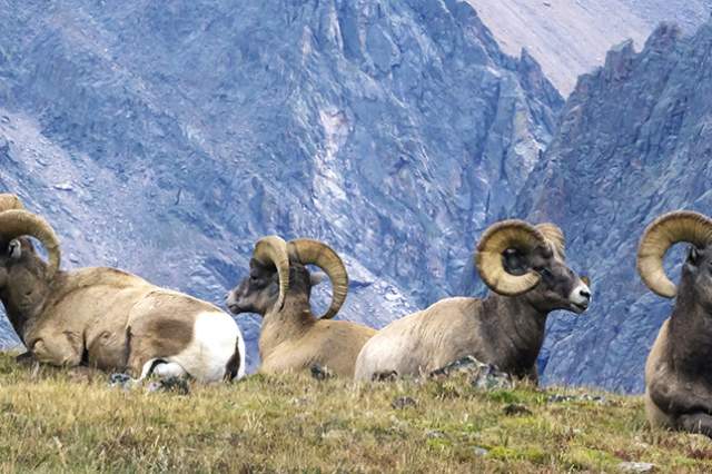 Bighorn Sheep resting on the Rocky Mountain National Park near Boulder