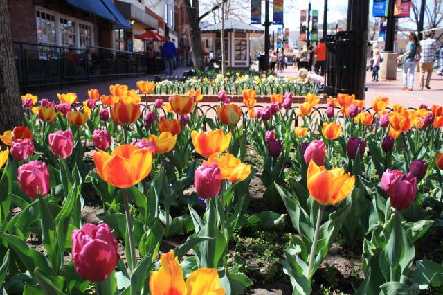 Tulips on Pearl Street