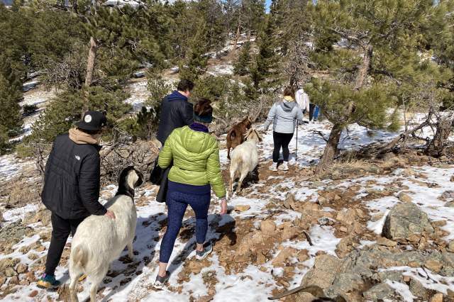 Goat Hikes