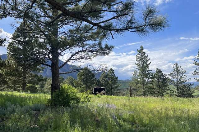 South Boulder trail with cow Shanahan Ridge