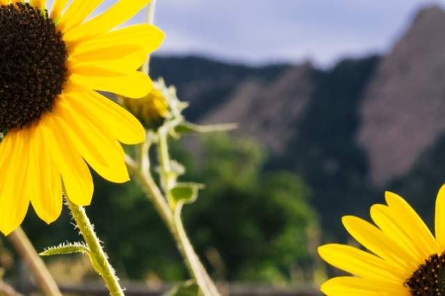Boulder Flatirons with Sunflowers