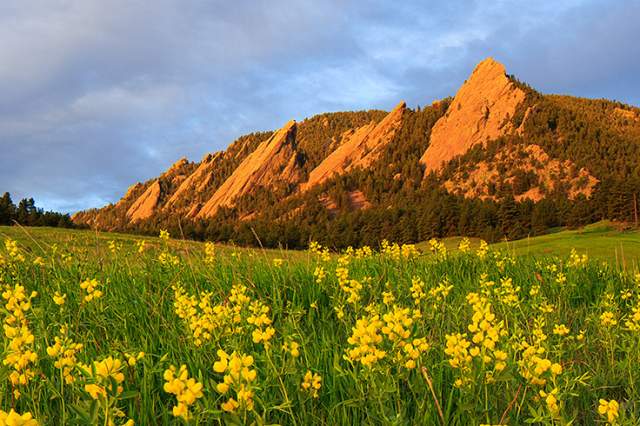 Spring flowers and the Flatirons in Boulder