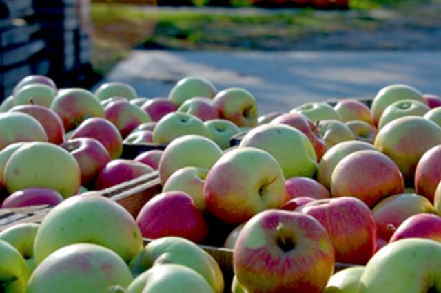 Fall Fun - Orchard