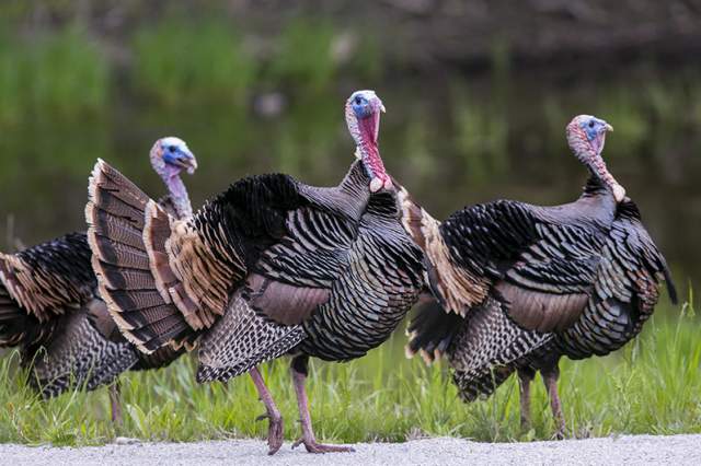 It's Spring Turkey Hunting Season!