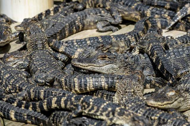 Family Fun Awaits at Alligator Adventure in North Myrtle Beach