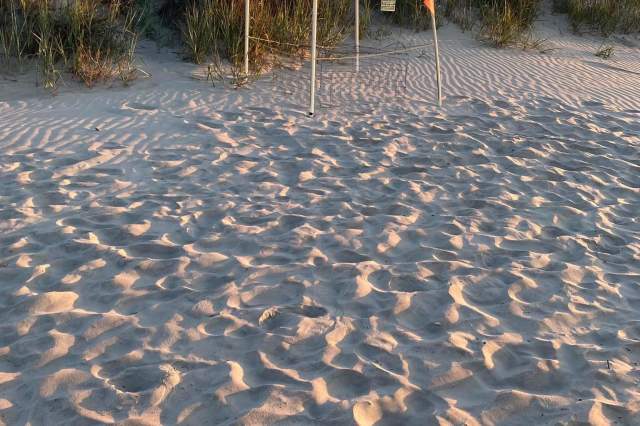 Sea Turtle Nesting Season in North Myrtle Beach