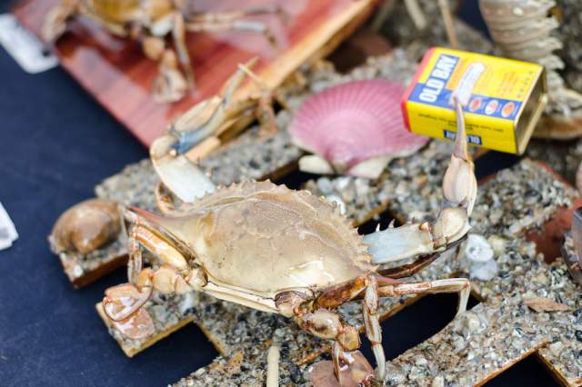 World Famous Blue Crab Festival