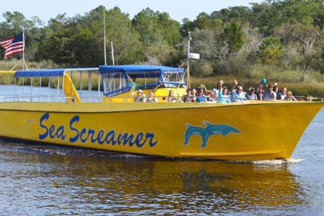 A Dolphin Watching Guide to North Myrtle Beach