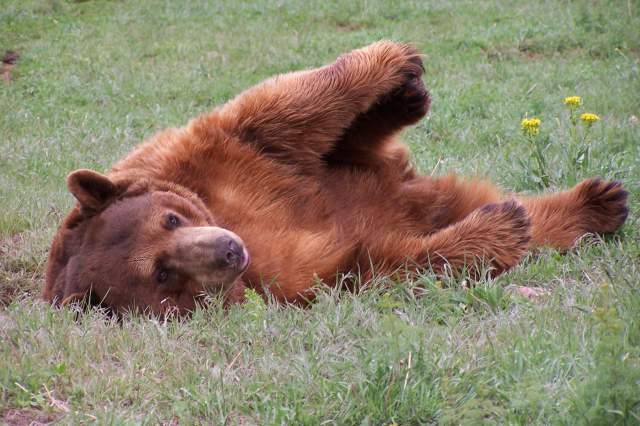 Bear Country USA