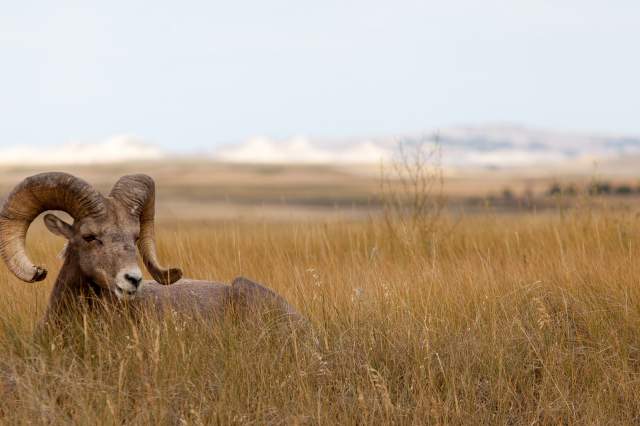 Black Hills Tour Company
