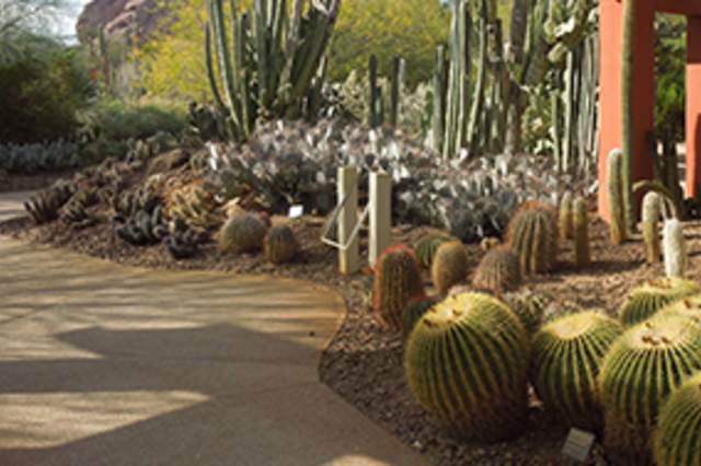 Desert Botanical Gardner