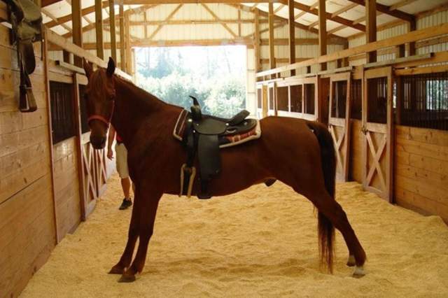 Inlet Point Plantation Stables