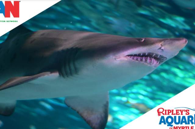 🌊 CAN Sensory Friendly Visit at Ripley’s Aquarium! 🐠