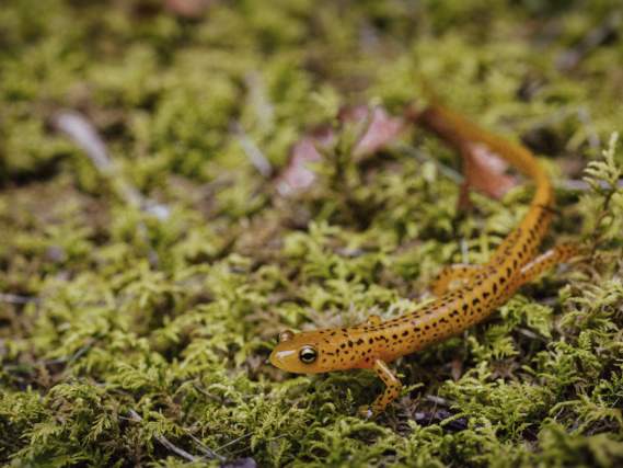 Amphibian Diversity & Biogeography Workshop