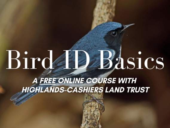Bird ID Basics: Four-week Online Course. FREE!