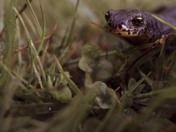Biology of Southern Appalachian Salamanders