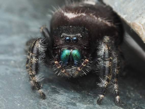 Creepy Critter Crawl