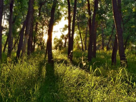 Grasses of the Southern Appalachians