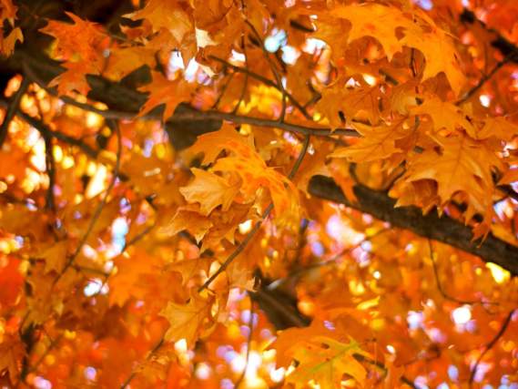 Leaf Walk