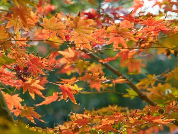 Leaves of Change