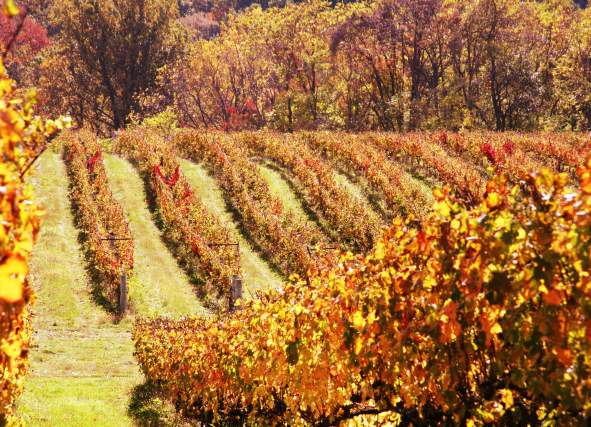 Celebrate Virginia Wine Month in Loudoun