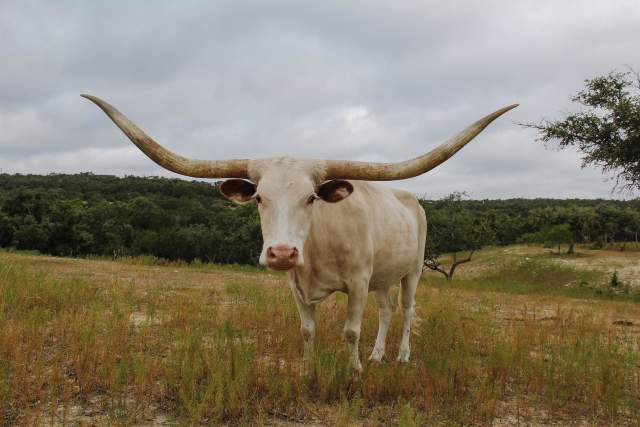 Where to See Longhorns In Austin