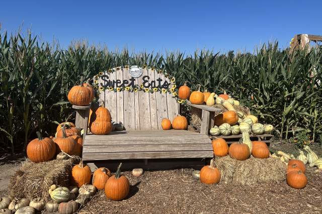 Austin’s Best Pumpkin Patches and Fall Festivals