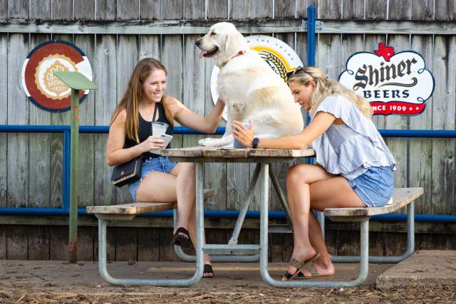 Dog-Friendly Restaurants in Austin