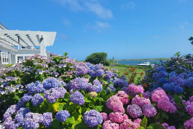 Insider's Guide to Cape Cod Hydrangea Fest