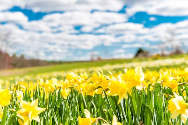Top Places to Experience Spring Bloom