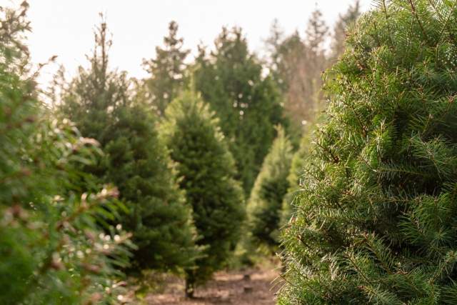 Christmas Tree Farms in Central MA